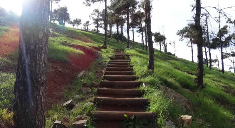 Wooden steps climbing through a grassy pine wood