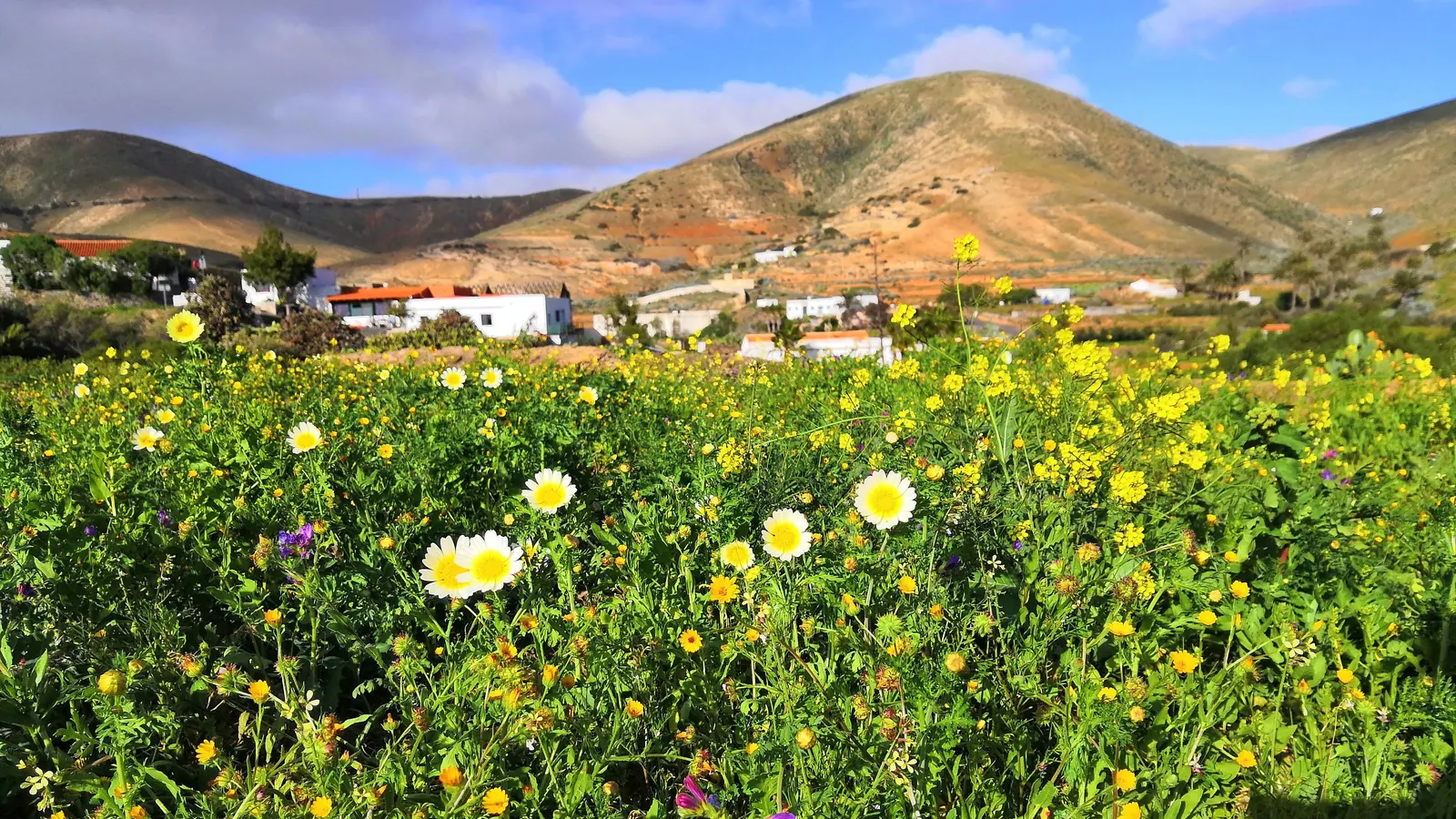 A meadow of yellow and white wild flowers in front of the village and the mountains